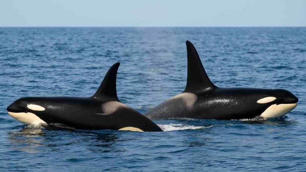 orcas