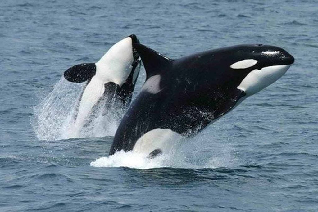 orcas